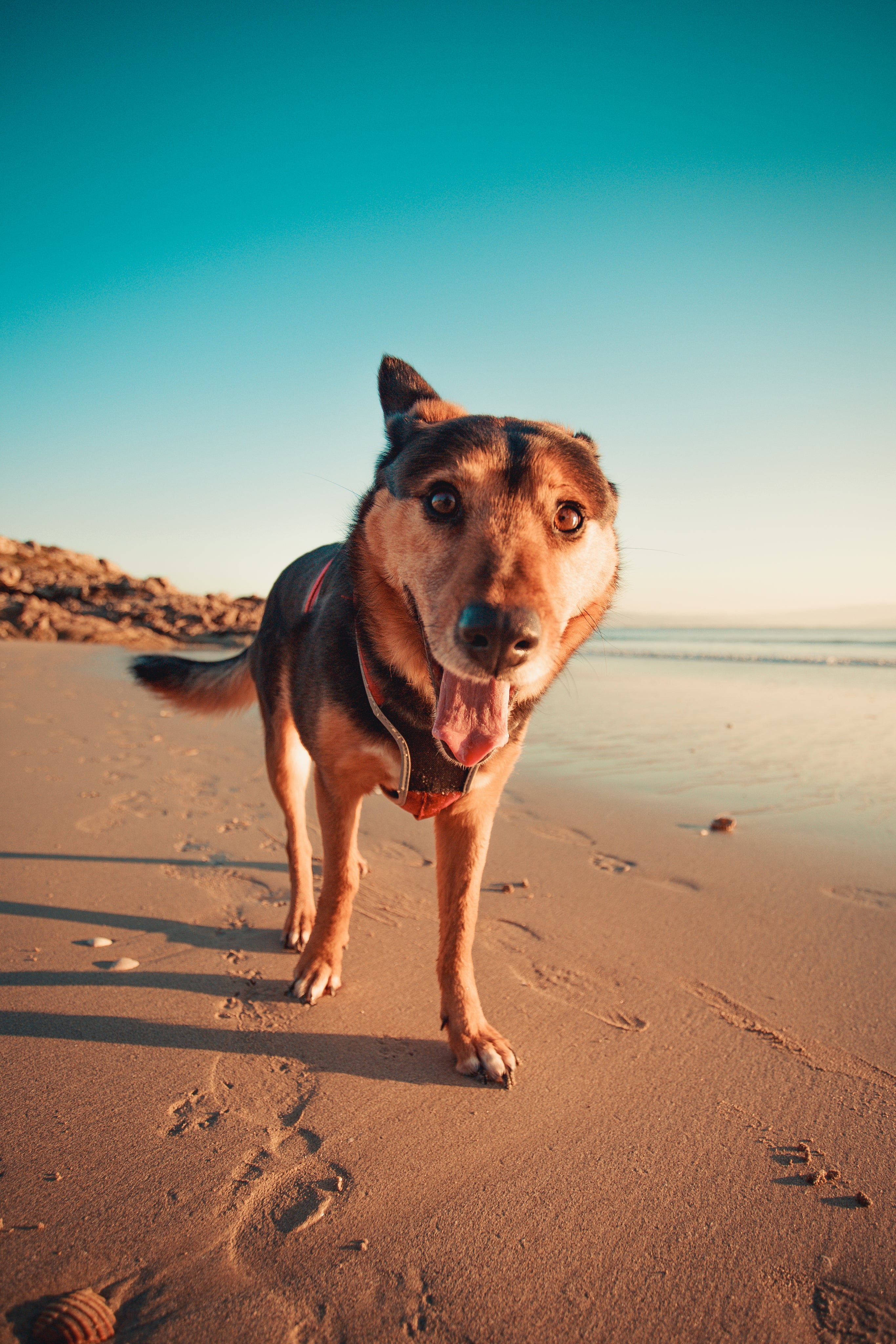 this-dog-is-ready-for-its-close-up.jpg